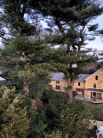 Greenstar Tree: Service Image-9 Greenstar Tree: Service Image-9