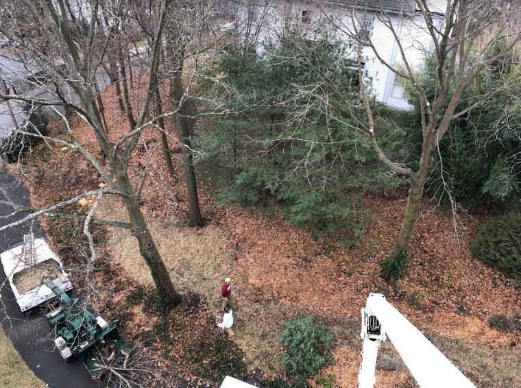 Greenstar Tree: Service Image-11 Greenstar Tree: Service Image-11