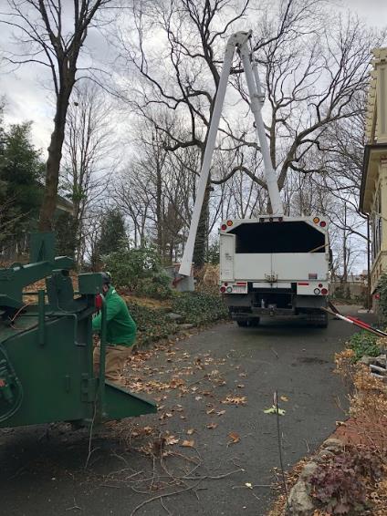 Greenstar Tree: Service Image-12 Greenstar Tree: Service Image-12