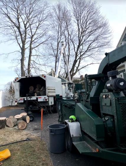 Greenstar Tree: Service Image-14 Greenstar Tree: Service Image-14