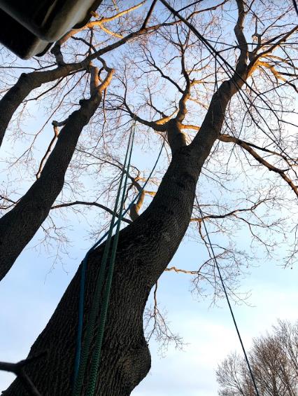 Greenstar Tree: Service Image-15