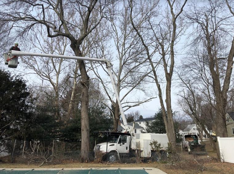 Greenstar Tree: Service Image-17 Greenstar Tree: Service Image-17