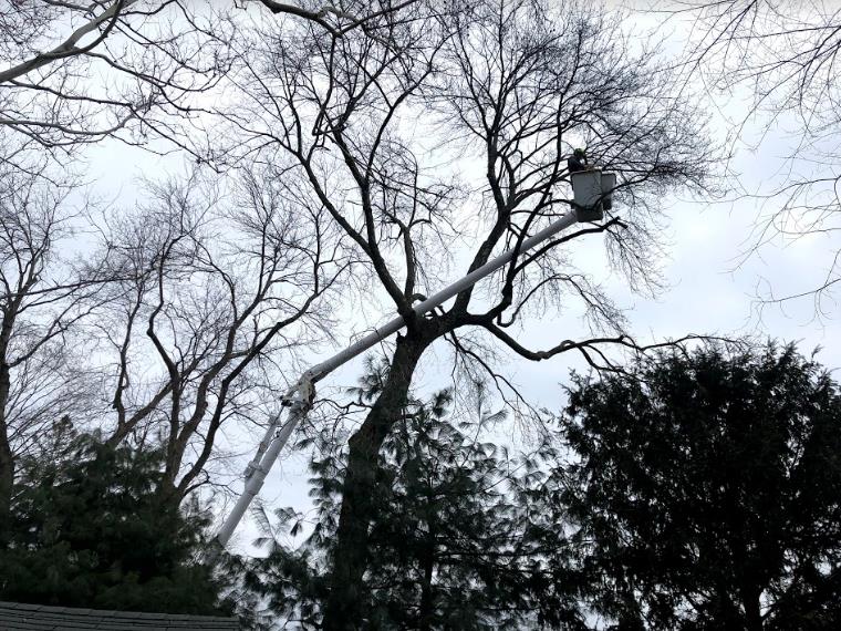 Greenstar Tree: Service Image-18 Greenstar Tree: Service Image-18