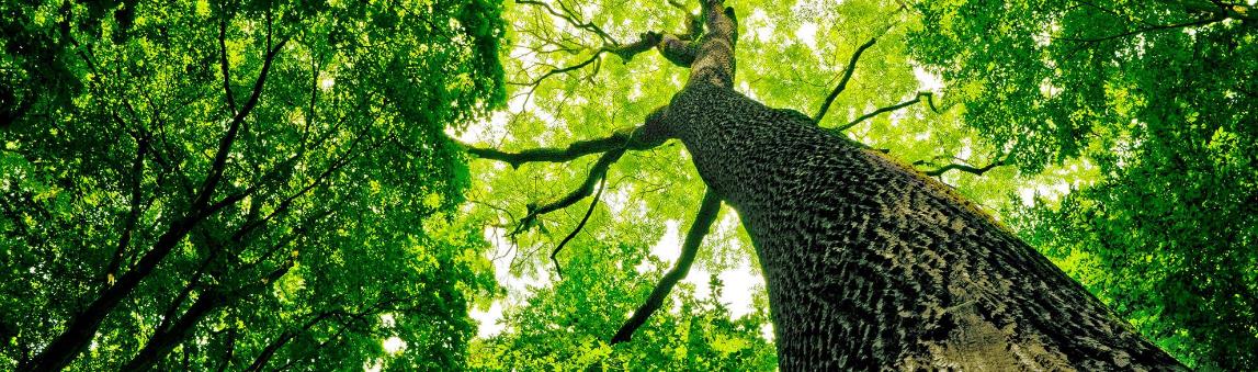 Greenstar Tree: Service Image-1 Greenstar Tree: Service Image-1