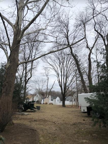 Greenstar Tree: Service Image-19 Greenstar Tree: Service Image-19