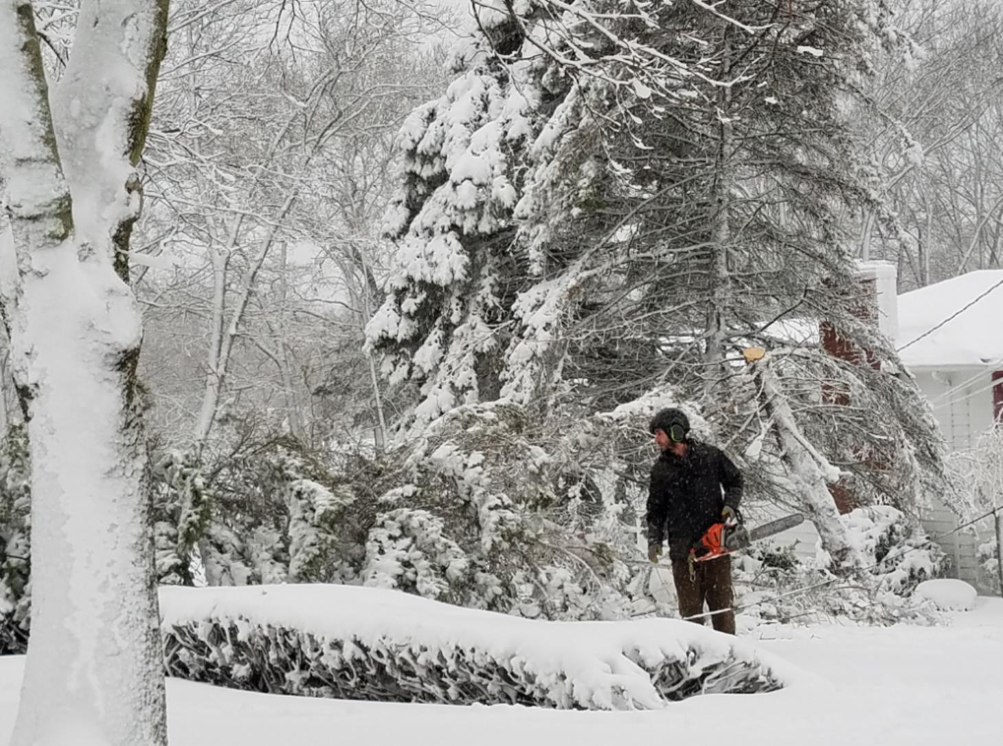 Greenstar Tree: Service Image-2 Greenstar Tree: Service Image-2