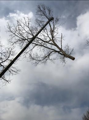 Greenstar Tree: Service Image-3 Greenstar Tree: Service Image-3