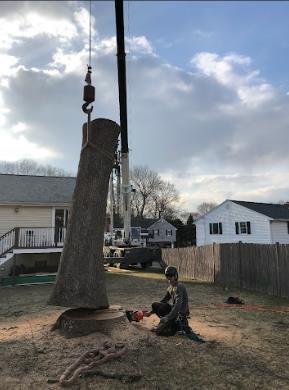 Greenstar Tree: Service Image-4 Greenstar Tree: Service Image-4