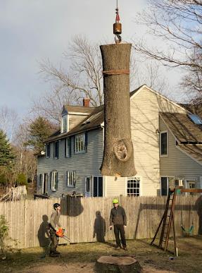 Greenstar Tree: Service Image-5 Greenstar Tree: Service Image-5