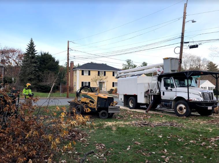 Greenstar Tree: Service Image-6 Greenstar Tree: Service Image-6