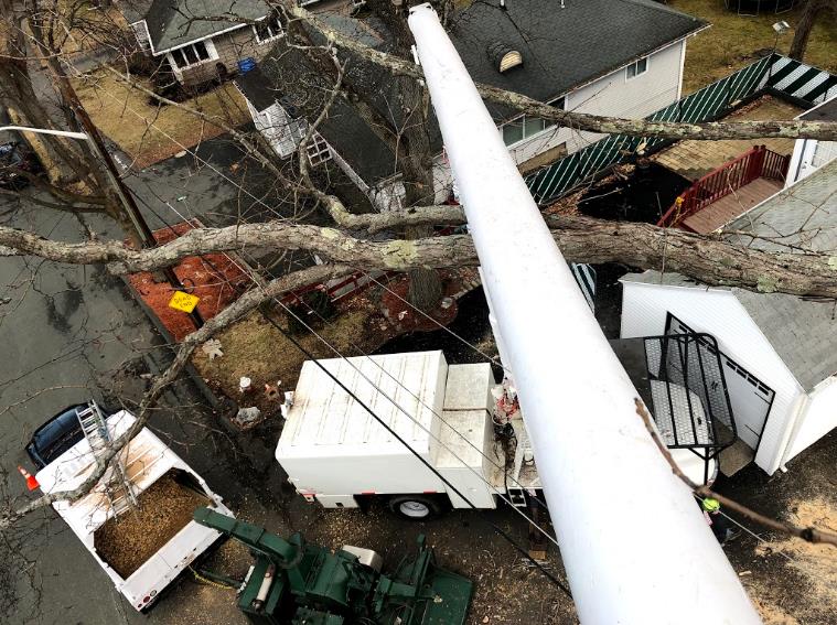 Greenstar Tree: Service Image-7 Greenstar Tree: Service Image-7