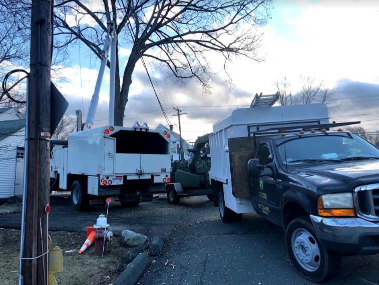 Greenstar Tree: Service Image-8 Greenstar Tree: Service Image-8