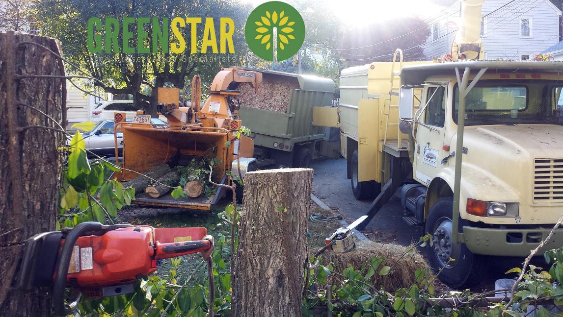 Greenstar Tree: Service Image-0 Greenstar Tree: Service Image-0